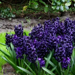 Hyacinth 'Dark Dimension' -Cheap Ethereal Yard Store hyacinth dark dimension 5