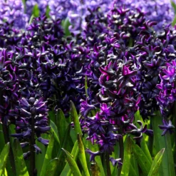 Hyacinth 'Dark Dimension' -Cheap Ethereal Yard Store hyacinth dark dimension 7 scaled