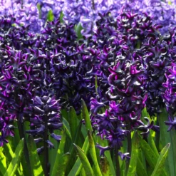 Hyacinth 'Dark Dimension' -Cheap Ethereal Yard Store hyacinth dark dimension 8