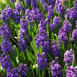 Hyacinth 'Lili Purple' -Cheap Ethereal Yard Store hyacinth double lili purple 2