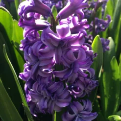 Hyacinth 'Lili Purple' -Cheap Ethereal Yard Store hyacinth double lili purple 3