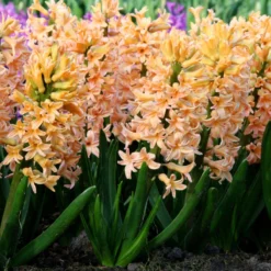 Hyacinth 'Gipsy Queen' -Cheap Ethereal Yard Store hyacinth gipsy queen 1