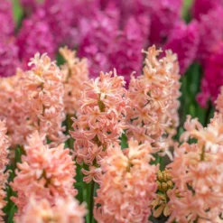 Hyacinth 'Gipsy Queen' -Cheap Ethereal Yard Store hyacinth gipsy queen 2