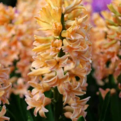 Hyacinth 'Gipsy Queen'