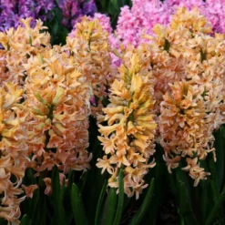 Hyacinth 'Gipsy Queen' -Cheap Ethereal Yard Store hyacinth gipsy queen 4 019b3527 b148 47d6 878b 506a6568eb5a