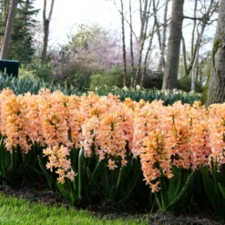 Hyacinth 'Gipsy Queen' -Cheap Ethereal Yard Store hyacinth gipsy queen 5