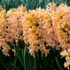Hyacinth 'Gipsy Queen' -Cheap Ethereal Yard Store hyacinth gipsy queen 6