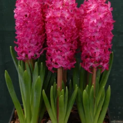 Hyacinth 'Jan Bos' 10 Hyacinth 'Jan Bos' -Cheap Ethereal Yard Store hyacinth jan bos 2