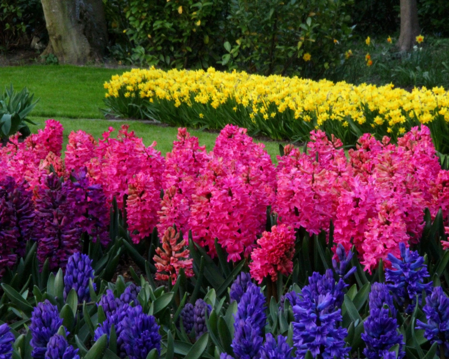 Hyacinth 'Jan Bos' 2 Hyacinth 'Jan Bos' - Image 2