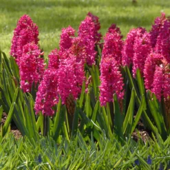 Hyacinth 'Jan Bos' 9 Hyacinth 'Jan Bos' -Cheap Ethereal Yard Store hyacinth jan bos 3