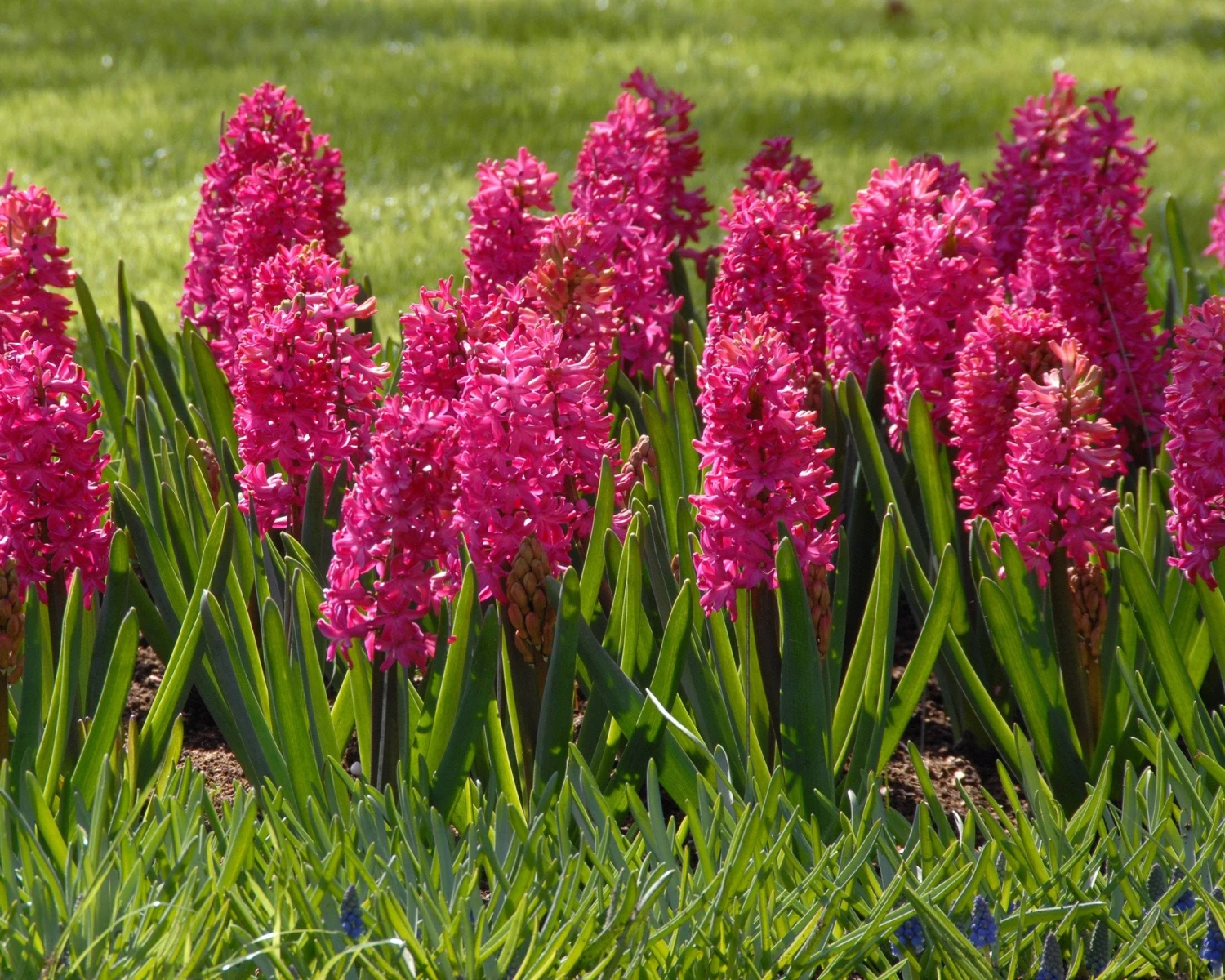 Hyacinth 'Jan Bos' 3 Hyacinth 'Jan Bos' - Image 3