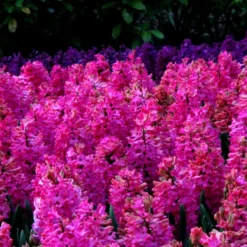 Hyacinth 'Jan Bos' 13 Hyacinth 'Jan Bos' -Cheap Ethereal Yard Store hyacinth jan bos 3 1149c0e7 9790 489d a5e9 c10f0c063d7e