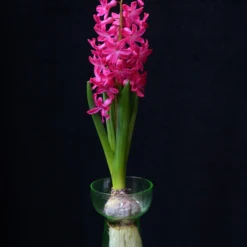 Hyacinth 'Jan Bos' 11 Hyacinth 'Jan Bos' -Cheap Ethereal Yard Store hyacinth jan bos 4