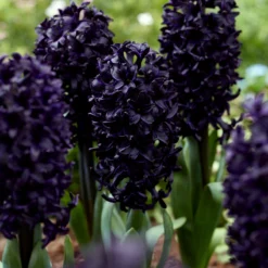 Hyacinth 'Midnight Sky'