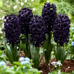 Hyacinth 'Midnight Sky' -Cheap Ethereal Yard Store hyacinth midnight sky 2