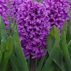Hyacinth 'Miss Saigon'