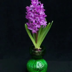 Hyacinth 'Miss Saigon' -Cheap Ethereal Yard Store hyacinth miss saigon 2