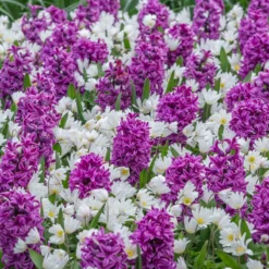 Hyacinth 'Miss Saigon' -Cheap Ethereal Yard Store hyacinth miss saigon 3