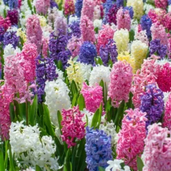 Hyacinth 'Mixed Colours' -Cheap Ethereal Yard Store hyacinth mixed colours 2