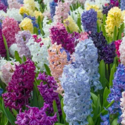 Hyacinth 'Mixed Colours' -Cheap Ethereal Yard Store hyacinth mixed colours 3