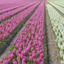 Hyacinth 'Pink Pearl' 11 Hyacinth 'Pink Pearl' -Cheap Ethereal Yard Store hyacinth pink pearl 1