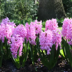 Hyacinth 'Pink Pearl' 8 Hyacinth 'Pink Pearl' -Cheap Ethereal Yard Store hyacinth pink pearl 1 50eed9bc 1fc8 4cbb 9c9c b2cfa9f4dd60