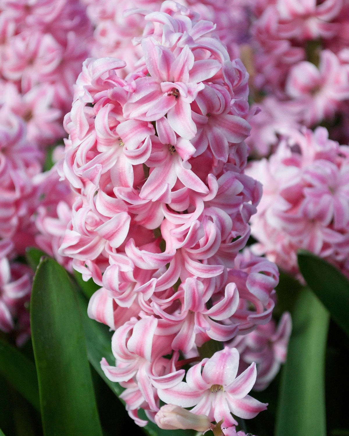 Hyacinth 'Pink Pearl' 1 Hyacinth 'Pink Pearl'
