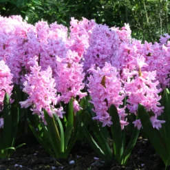 Hyacinth 'Pink Pearl' 13 Hyacinth 'Pink Pearl' -Cheap Ethereal Yard Store hyacinth pink pearl 2 4fb9be67 2ab2 462f 9e9e 326af29e3607