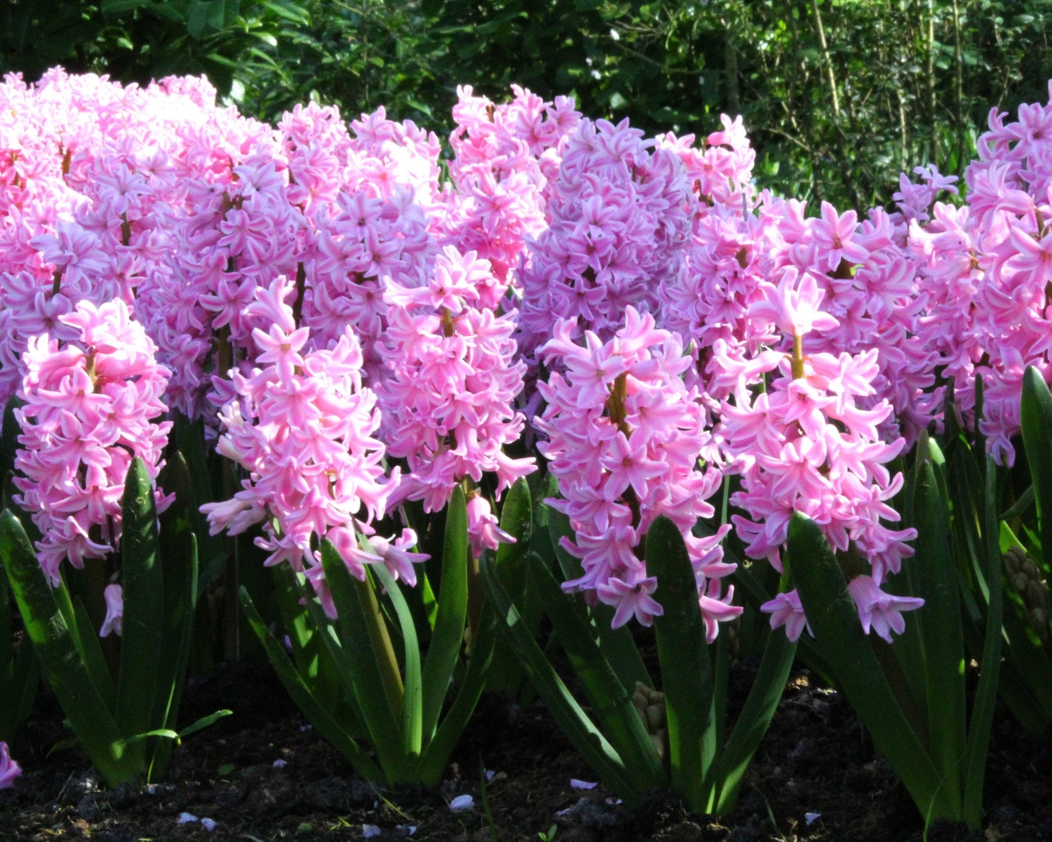 Hyacinth 'Pink Pearl' 7 Hyacinth 'Pink Pearl' - Image 7