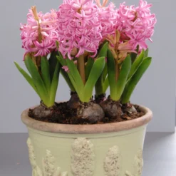 Hyacinth 'Pink Pearl' 12 Hyacinth 'Pink Pearl' -Cheap Ethereal Yard Store hyacinth pink pearl 3