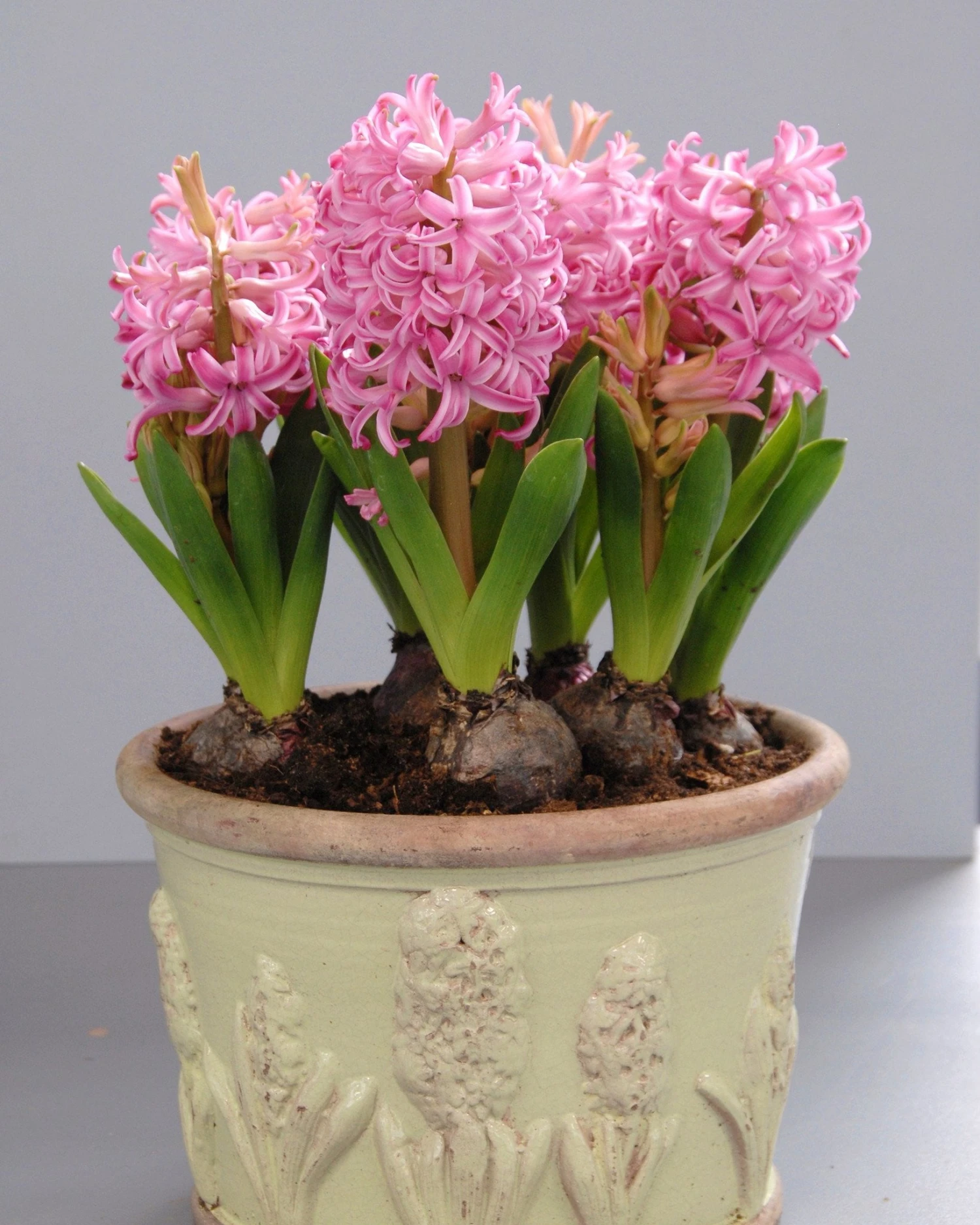 Hyacinth 'Pink Pearl' 6 Hyacinth 'Pink Pearl' - Image 6