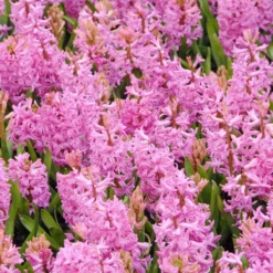 Hyacinth 'Pink Pearl' 10 Hyacinth 'Pink Pearl' -Cheap Ethereal Yard Store hyacinth pink pearl 4