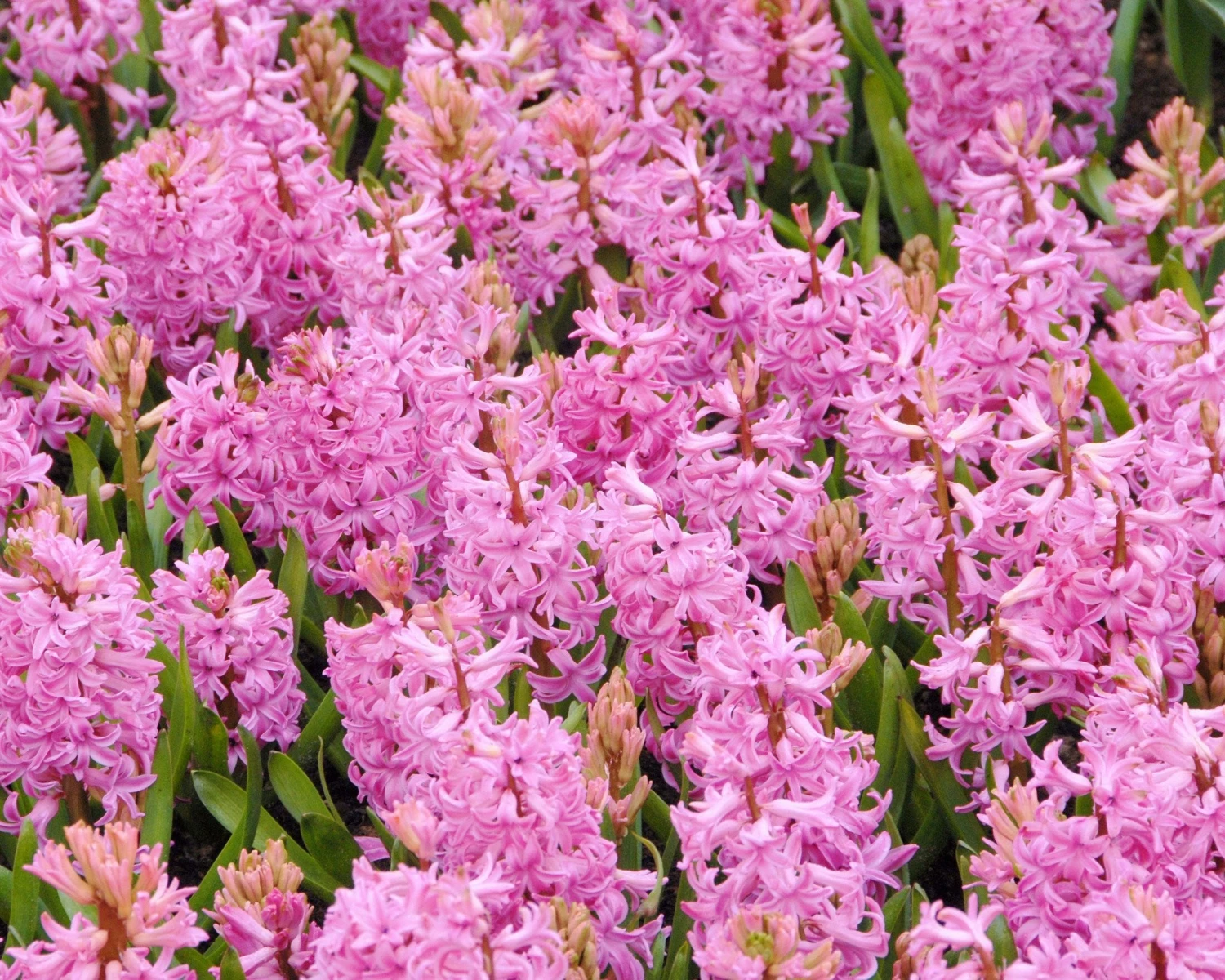 Hyacinth 'Pink Pearl' 4 Hyacinth 'Pink Pearl' - Image 4