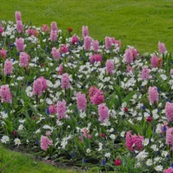 Hyacinth 'Pink Pearl' 9 Hyacinth 'Pink Pearl' -Cheap Ethereal Yard Store hyacinth pink pearl 5