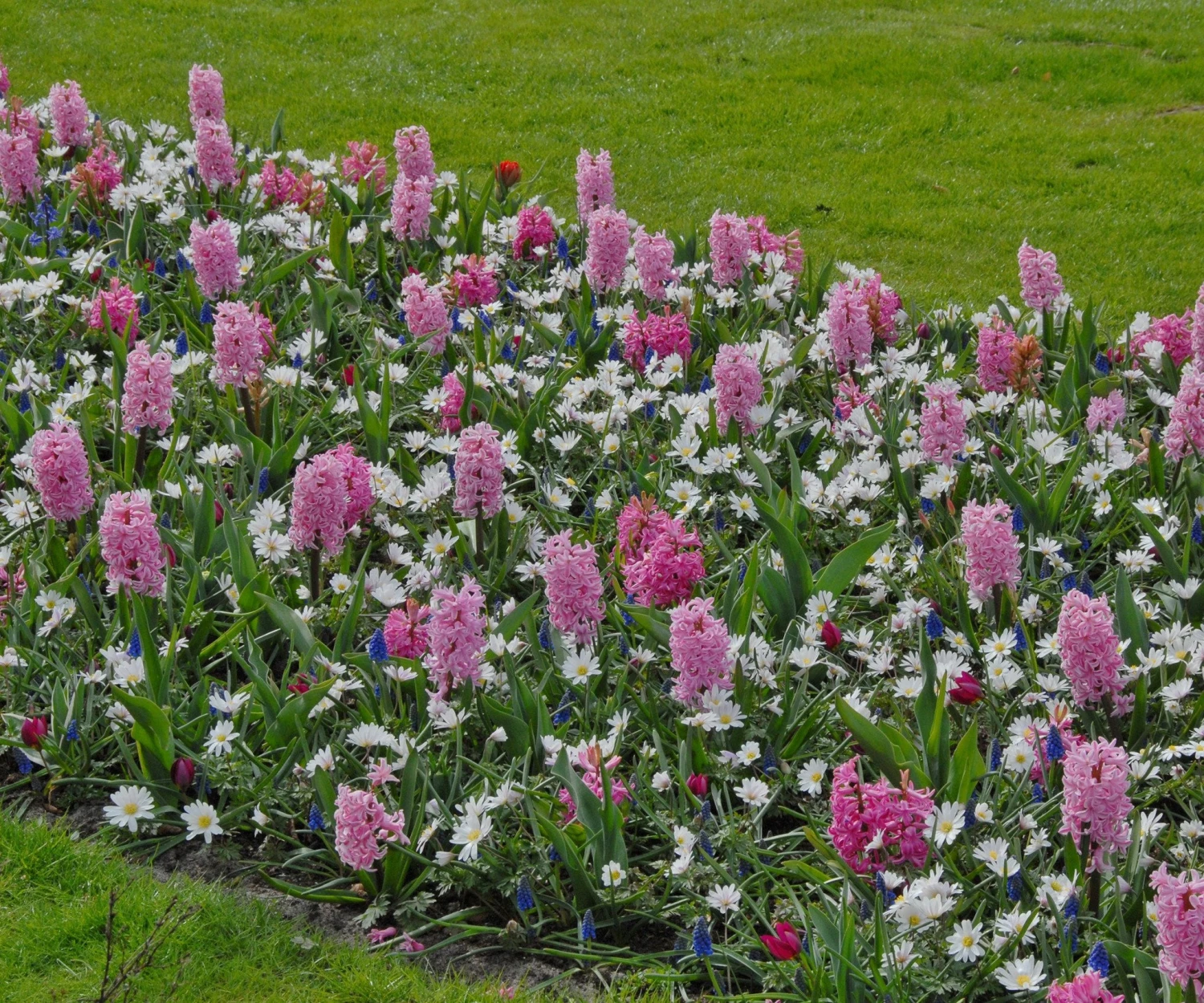 Hyacinth 'Pink Pearl' 3 Hyacinth 'Pink Pearl' - Image 3