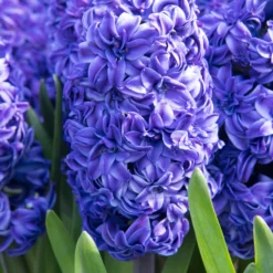 Hyacinth 'Royal Navy' -Cheap Ethereal Yard Store hyacinth royal navy 0 scaled