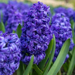 Hyacinth 'Royal Navy' -Cheap Ethereal Yard Store hyacinth royal navy 1