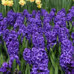 Hyacinth 'Royal Navy' -Cheap Ethereal Yard Store hyacinth royal navy 1 51ad2aa7 12ff 4670 b919 6800fd028125