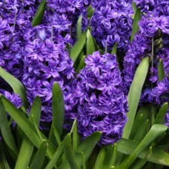 Hyacinth 'Royal Navy' -Cheap Ethereal Yard Store hyacinth royal navy 2 88be9743 efcd 4877 a314 eff35b5275a9