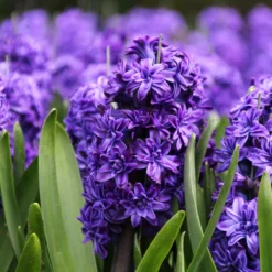 Hyacinth 'Royal Navy' -Cheap Ethereal Yard Store hyacinth royal navy 3