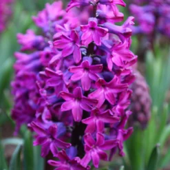 Hyacinth 'Woodstock'
