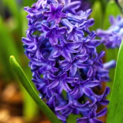 Hyacinth 'Peter Stuyvesant'