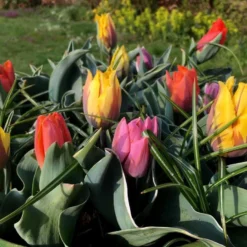 Tulip Collection 'Irene's Heirloom' 22 Tulip Collection 'Irene's Heirloom' -Cheap Ethereal Yard Store irene s heirloom tulip collection 10