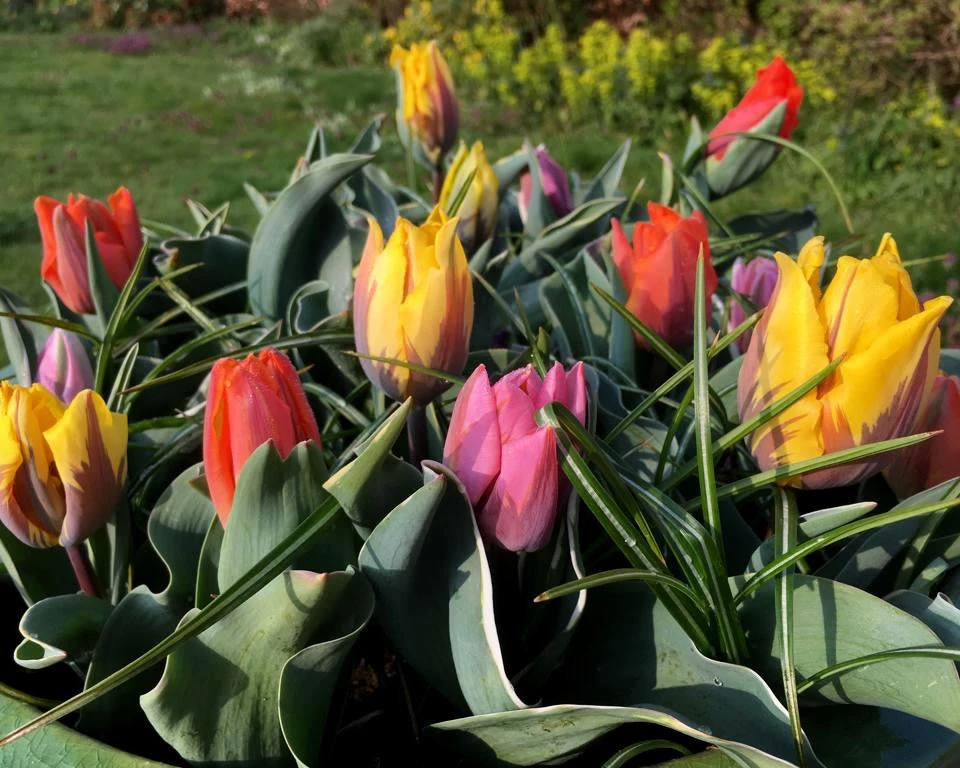 Tulip Collection 'Irene's Heirloom' 10 Tulip Collection 'Irene's Heirloom' - Image 10