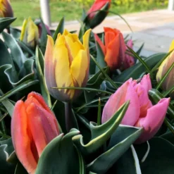 Tulip Collection 'Irene's Heirloom' 18 Tulip Collection 'Irene's Heirloom' -Cheap Ethereal Yard Store irene s heirloom tulip collection 11