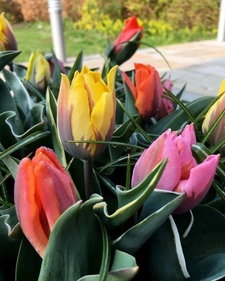 Tulip Collection 'Irene's Heirloom' 6 Tulip Collection 'Irene's Heirloom' - Image 6