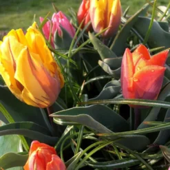 Tulip Collection 'Irene's Heirloom' 24 Tulip Collection 'Irene's Heirloom' -Cheap Ethereal Yard Store irene s heirloom tulip collection 12