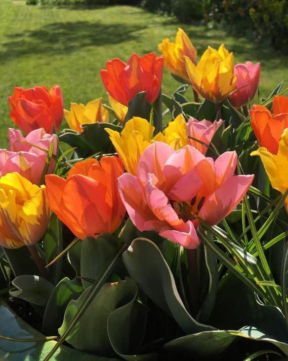 Tulip Collection 'Irene's Heirloom' 2 Tulip Collection 'Irene's Heirloom' - Image 2