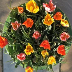 Tulip Collection 'Irene's Heirloom' 16 Tulip Collection 'Irene's Heirloom' -Cheap Ethereal Yard Store irene s heirloom tulip collection 8