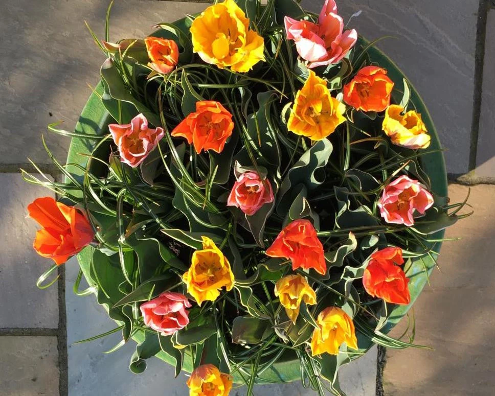 Tulip Collection 'Irene's Heirloom' 4 Tulip Collection 'Irene's Heirloom' - Image 4